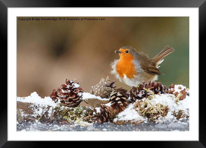 Robin in the snow with fir cones Framed Mounted Print by Izzy Standbridge