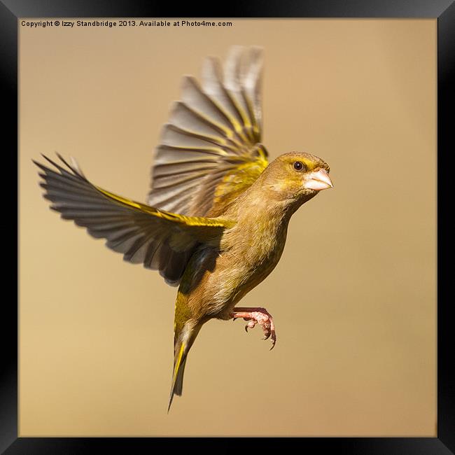 Greenfinch in flight Framed Print by Izzy Standbridge