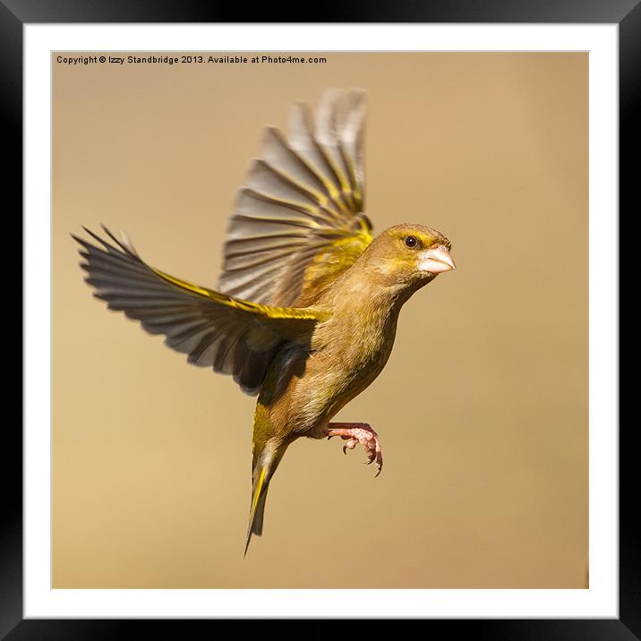Greenfinch in flight Framed Mounted Print by Izzy Standbridge