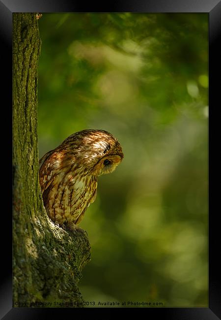 Tawny owl in the woods Framed Print by Izzy Standbridge