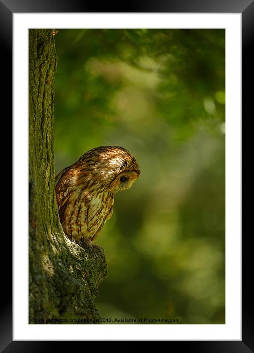 Tawny owl in the woods Framed Mounted Print by Izzy Standbridge