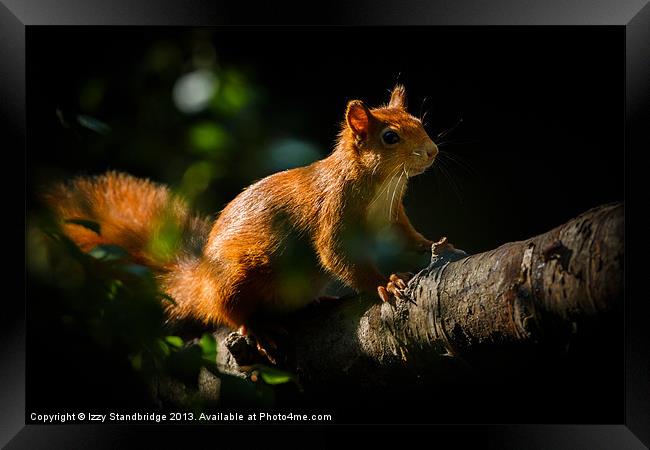 Red squirrel in sunlight Framed Print by Izzy Standbridge