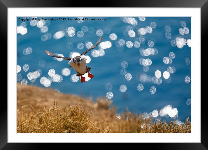 Puffin over sparkling seas Framed Mounted Print by Izzy Standbridge
