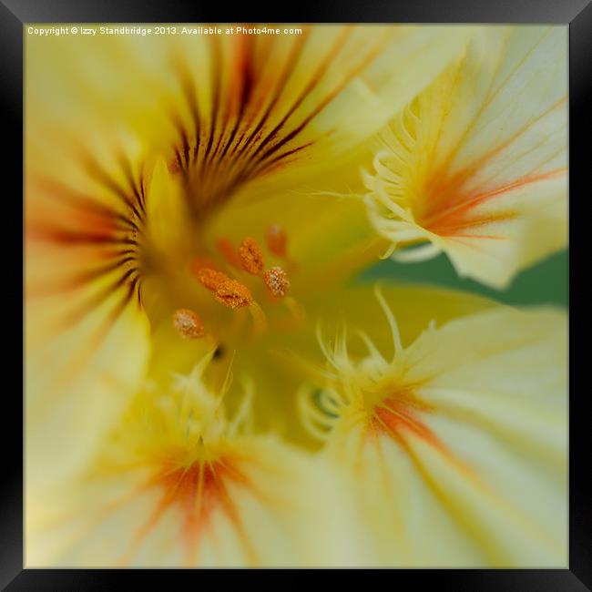 Yellow nasturtium flower close up Framed Print by Izzy Standbridge
