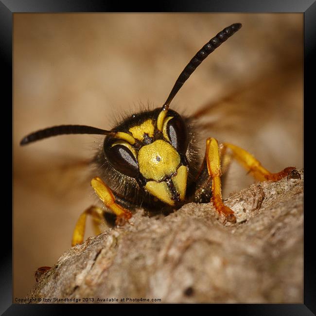 Wasp on paper nest Framed Print by Izzy Standbridge