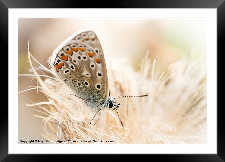 Common blue butterfly Framed Mounted Print by Izzy Standbridge
