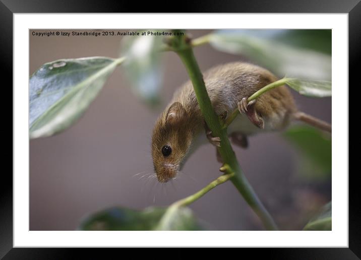 Harvest mouse climbing on ivy Framed Mounted Print by Izzy Standbridge