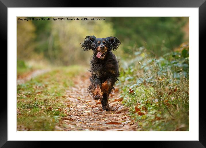 Gordon setter running to me Framed Mounted Print by Izzy Standbridge