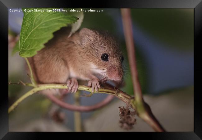 Harvest mouse on a raspberry bush Framed Print by Izzy Standbridge