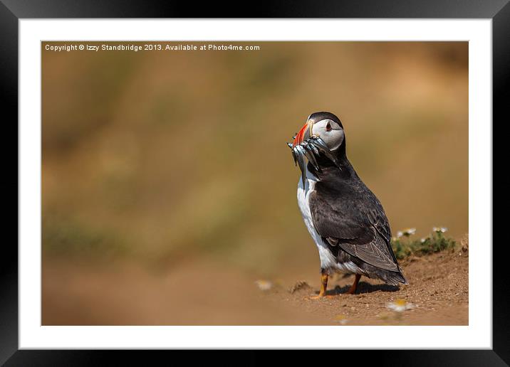 Puffin with catch Framed Mounted Print by Izzy Standbridge