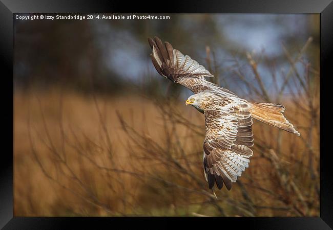 Low fly kite (light colour) Framed Print by Izzy Standbridge