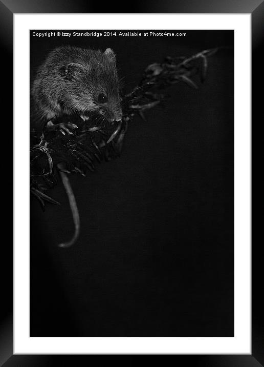 Night mouse Framed Mounted Print by Izzy Standbridge