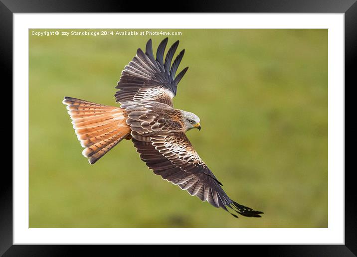 Red Kite Low Fly Framed Mounted Print by Izzy Standbridge