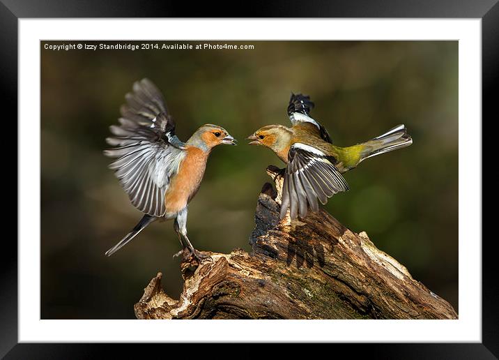 Chaffinch squabble Framed Mounted Print by Izzy Standbridge