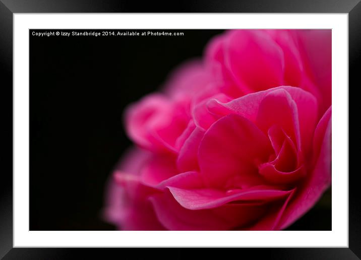 Pink camellia flower Framed Mounted Print by Izzy Standbridge