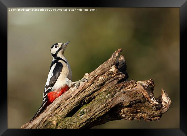 Great Spotted Woodpecker Framed Print by Izzy Standbridge