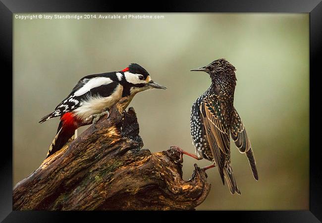 Stand off between woodpecker and starling Framed Print by Izzy Standbridge