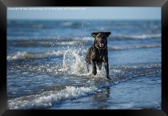 Black labrador fun in the sea Framed Print by Izzy Standbridge