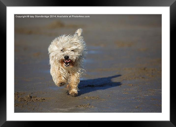 Cairn terrier fun on the beach Framed Mounted Print by Izzy Standbridge
