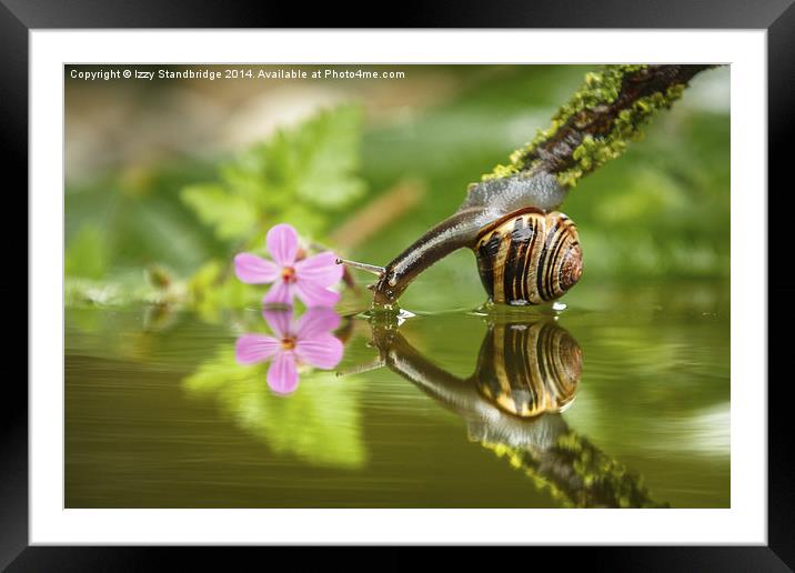 Snail gets a drink Framed Mounted Print by Izzy Standbridge
