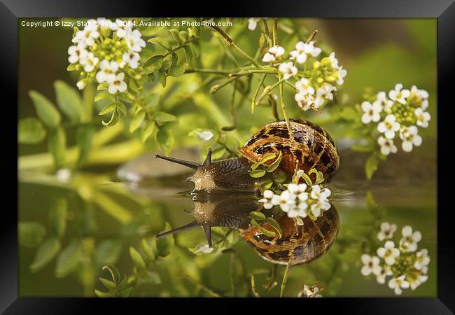 Common snail reflecting with flowers Framed Print by Izzy Standbridge