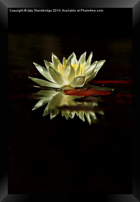 Waterlily and reflection Framed Print by Izzy Standbridge
