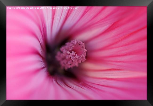  Pink Mallow, soft focus Framed Print by Izzy Standbridge
