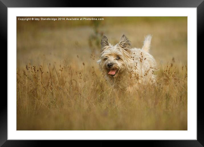  Cairn Terrier in Autumn grasses Framed Mounted Print by Izzy Standbridge