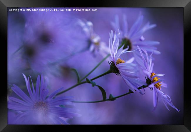  Aster soft focus Framed Print by Izzy Standbridge