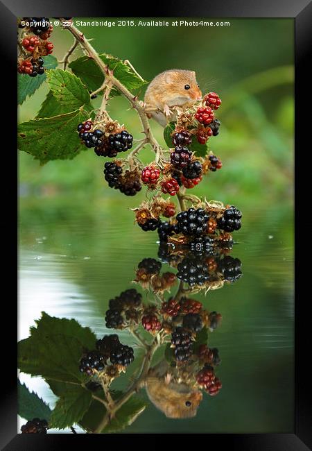  Harvest mouse with brambles reflection Framed Print by Izzy Standbridge