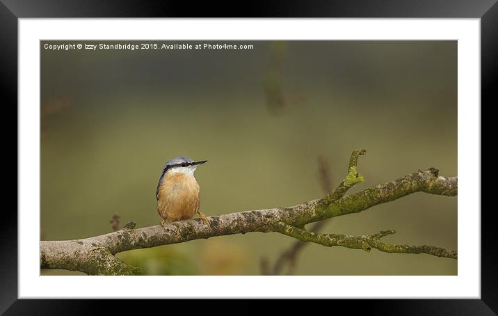  Nuthatch on a branch Framed Mounted Print by Izzy Standbridge