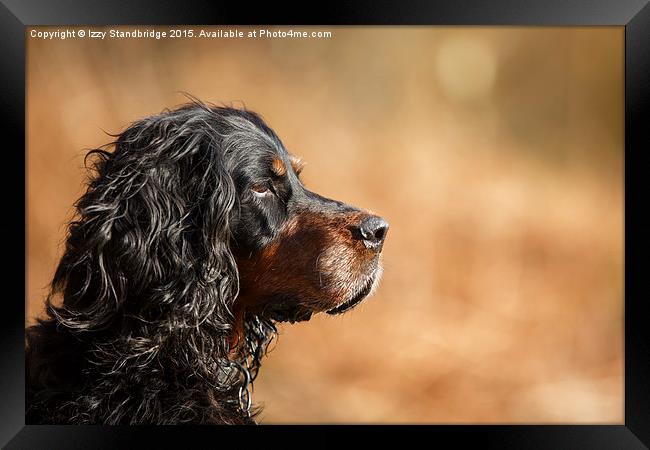  Gordon Setter portrait Framed Print by Izzy Standbridge