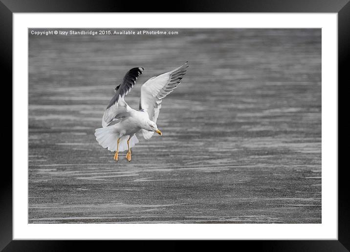  Seagull ice landing approach Framed Mounted Print by Izzy Standbridge
