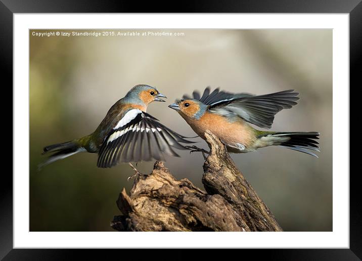  Chaffinch fight Framed Mounted Print by Izzy Standbridge