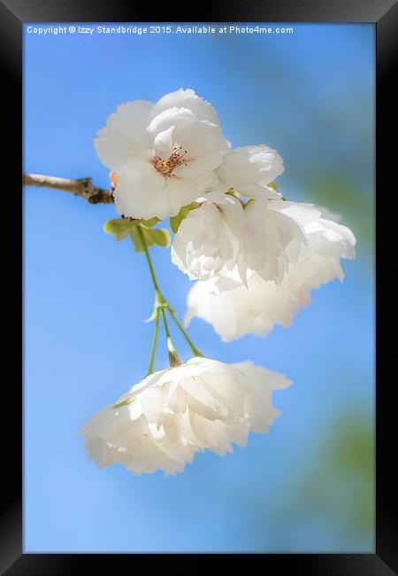  White cherry blossom Framed Print by Izzy Standbridge