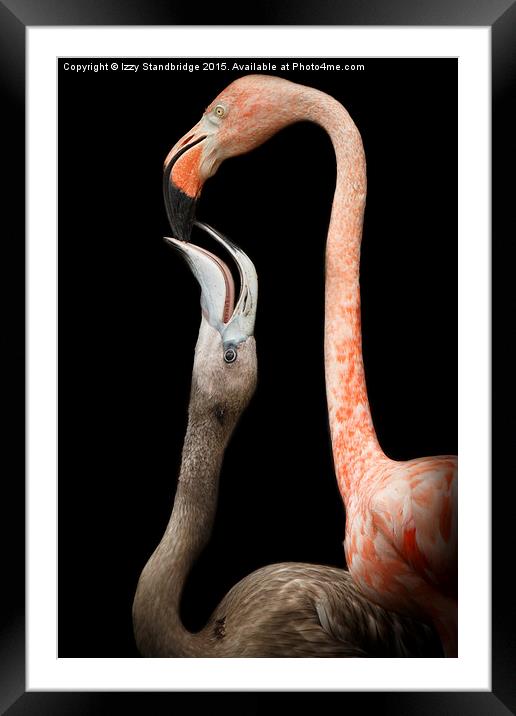  Flamingo parenting Framed Mounted Print by Izzy Standbridge