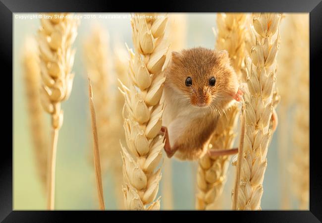  Harvest mouse in wheat stalks Framed Print by Izzy Standbridge