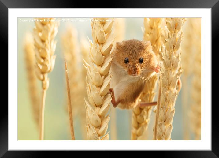  Harvest mouse in wheat stalks Framed Mounted Print by Izzy Standbridge