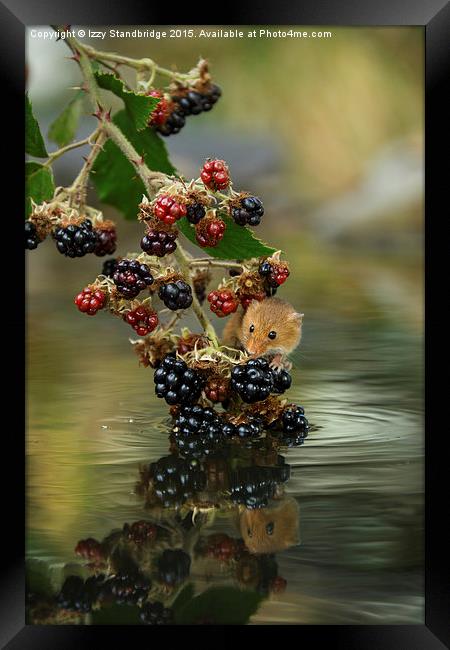  Harvest mouse on brambles with reflection Framed Print by Izzy Standbridge