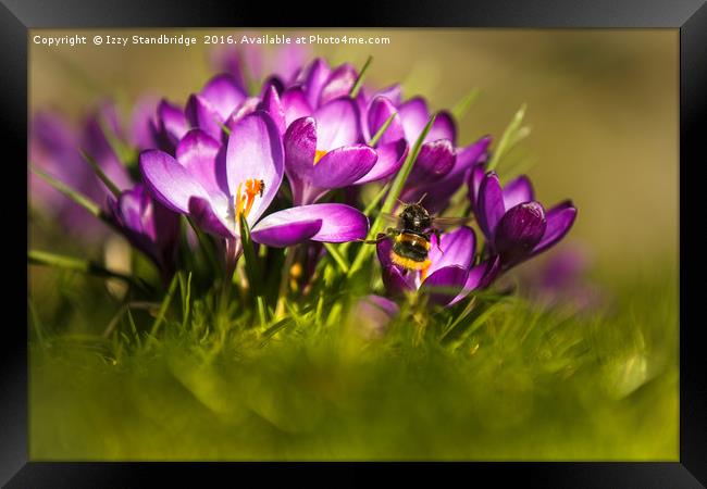 Crocuses with bumble bee Framed Print by Izzy Standbridge