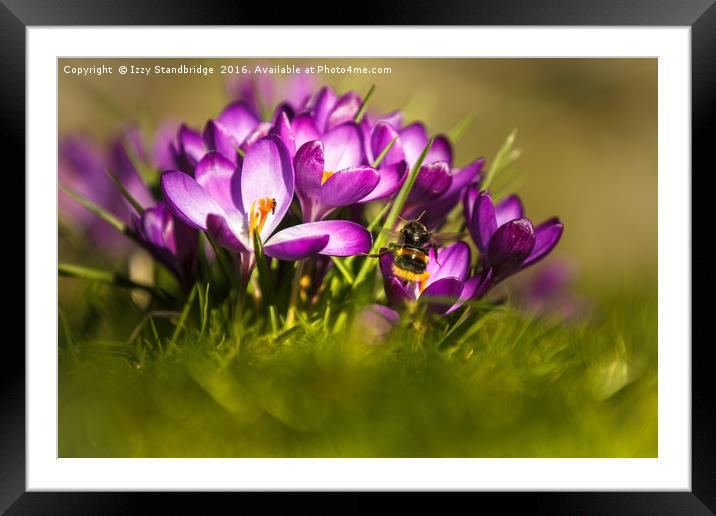 Crocuses with bumble bee Framed Mounted Print by Izzy Standbridge