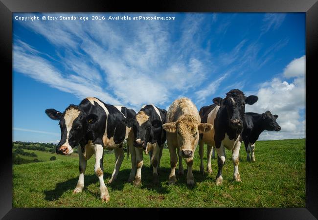 Curious Country Cows Framed Print by Izzy Standbridge