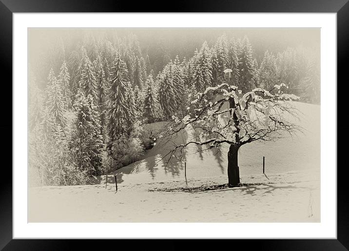 Snow covered Tree Framed Mounted Print by richard downes