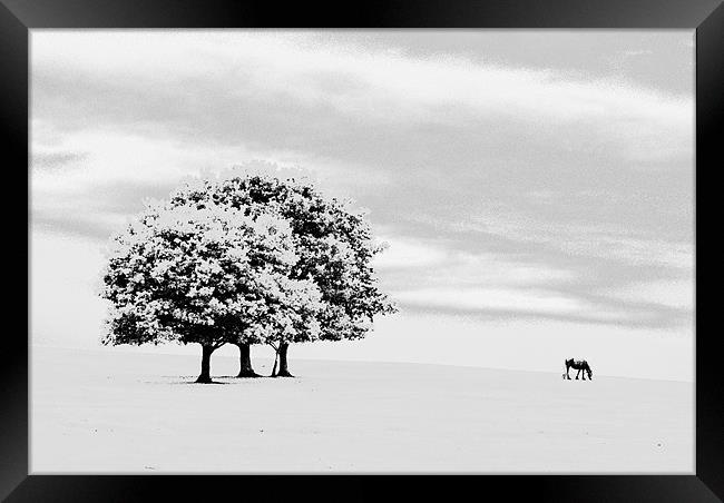 lone horse Framed Print by richard downes