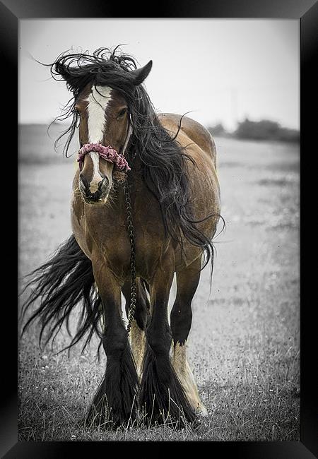 Bad Hair Day Framed Print by richard downes