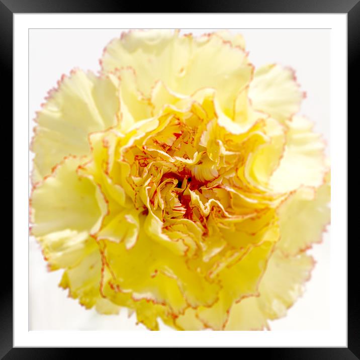 yellow Framed Mounted Print by richard downes