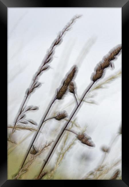 straw Framed Print by richard downes