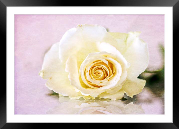 the rose Framed Mounted Print by richard downes