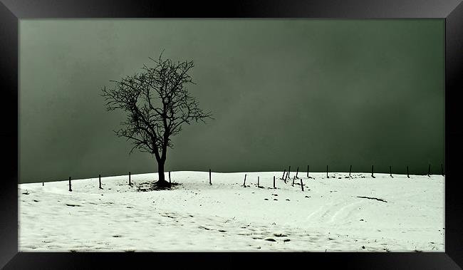 Solitary Tree Framed Print by richard downes