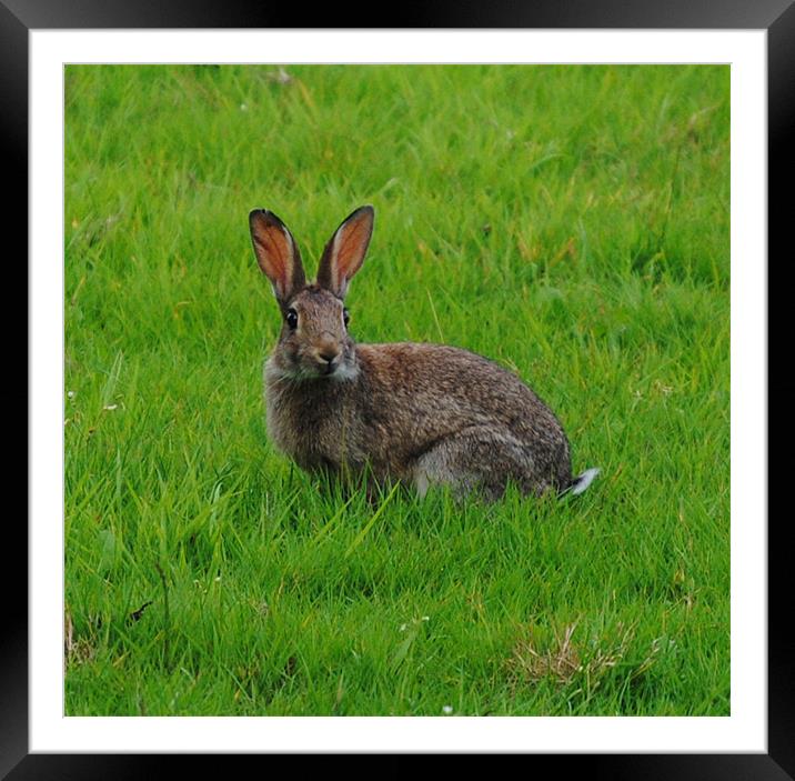 who are you? Framed Mounted Print by Steve Ward